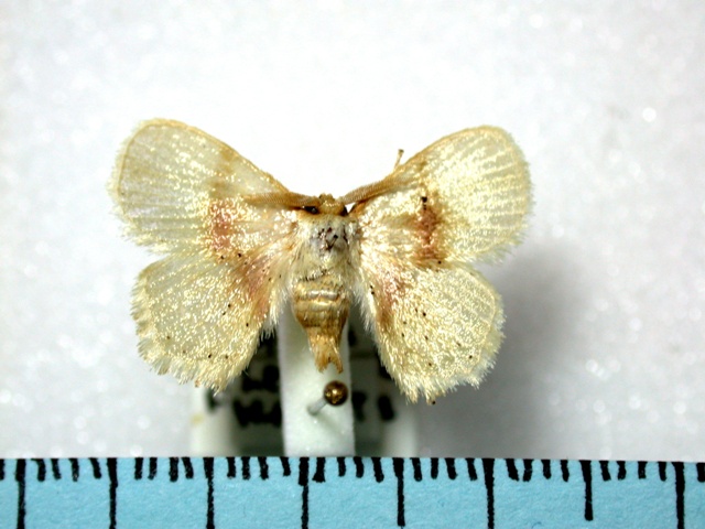 Chrysectropa roseofasciata