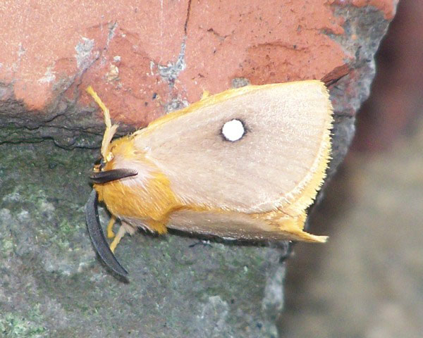 Chrysopoloma isabellina