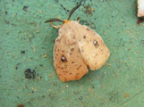 Chrysopoloma rudis