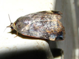 Hyblaea puera