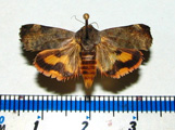Hyblaea puera