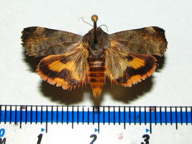 Hyblaea puera