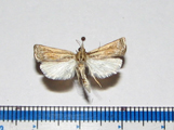 Ancylolomia sp1