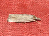 Calamotropha paludella