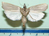 Calamotropha paludella