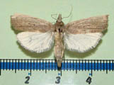 Calamotropha paludella