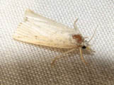 Calamotropha sp1