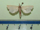 Calamotropha sp1