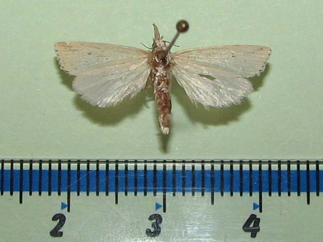 Calamotropha sp1