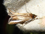 Classeya placydioni