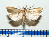 Classeya placydioni