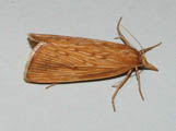 Coniesta ignefusalis