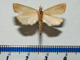 Coniesta ignefusalis