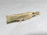 Pediasia sp1