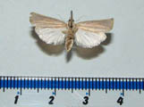 Pediasia sp1