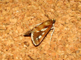 Prionapteryx sp1
