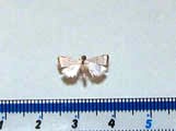 Pseudocatharylla sp1