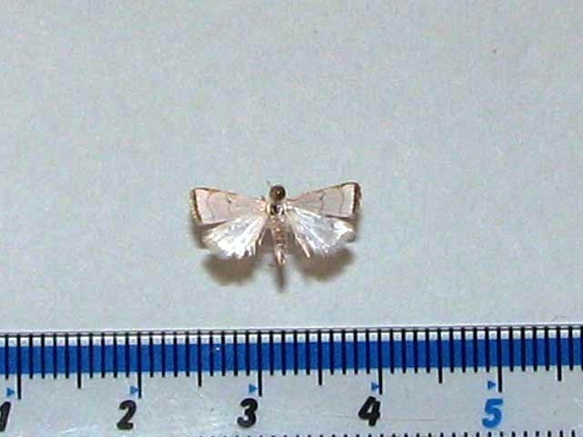 Pseudocatharylla sp1