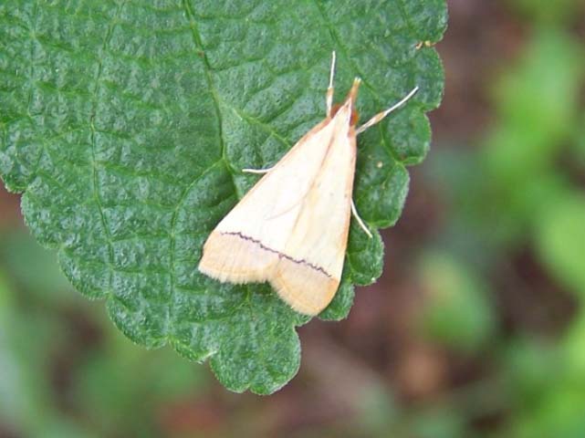 Autocharis fessalis