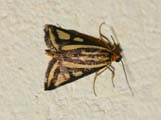 Loxostege venustalis