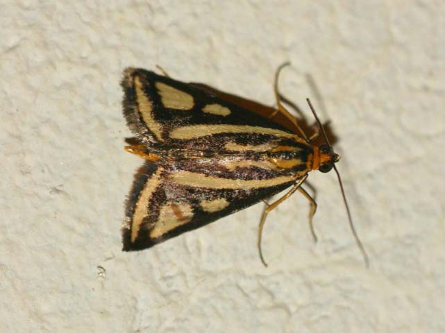 Loxostege venustalis