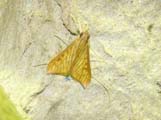 Antigastra catalaunalis