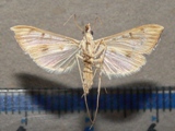 Antigatsra catalaunalis