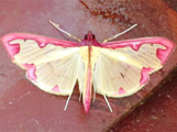 Cadarena pudoraria