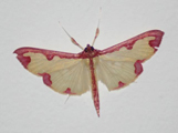 Caradena pudoraria