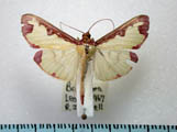 Cadarena pudoraria