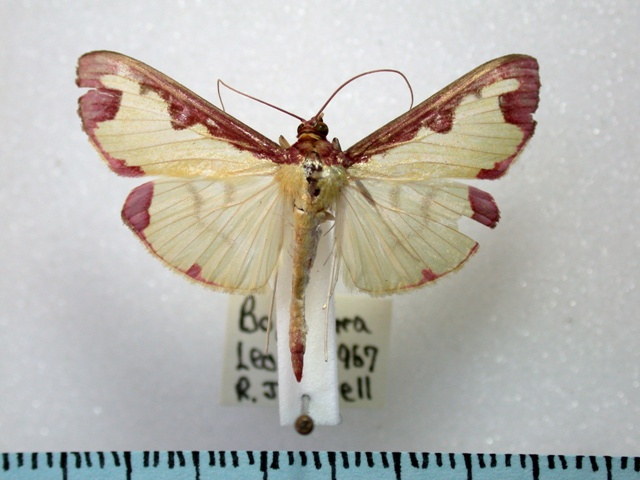 Cadarena pudoraria