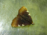 Callibotys sp1