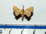 Callibotys sp1