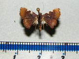 Callibotys sp1