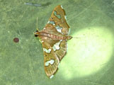 Desmia incomposita