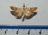Desmia incomposita