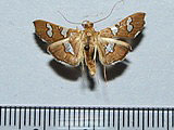 Desmia incomposita