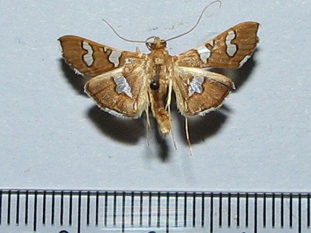 Desmia incompostia
