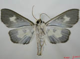 Eporidia dariusalis