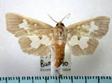 Eporidia dariusalis
