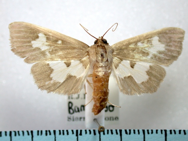 Eporidia dariusalis
