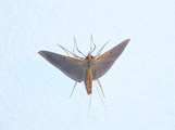 Filodes costivitralis