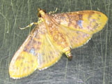 Ghesquierellana hirtusalis
