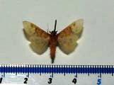 Ghesquierellana hirtusalis