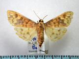 Ghesquierellana hirtusalis