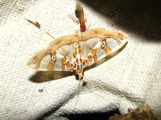 Gltphodes argyraspides