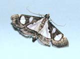 Glyphodes bicolor