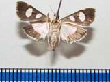 Glyphodes bicolor
