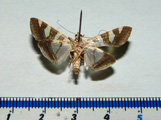 Glyphodes stolalis