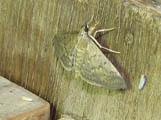 Herpetogramma phaeopteralis